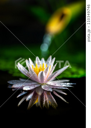 和風ビオトープの睡蓮の花 110349746