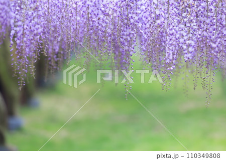 フジ270 110349808