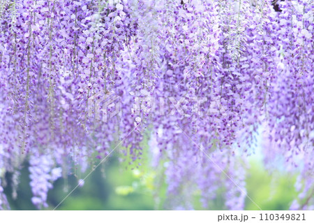 フジ319 フジ319 110349821