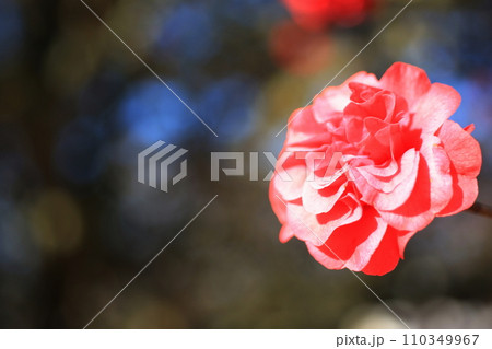 ツバキ5625 110349967