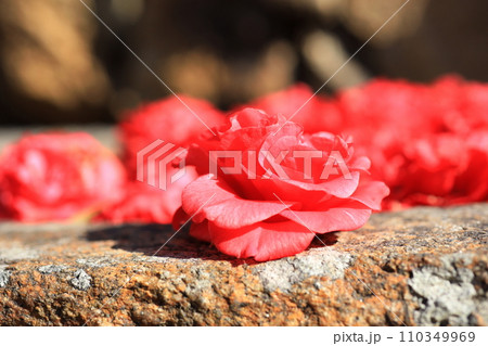 ツバキ5630 110349969