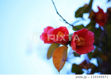 ツバキ5631 110349971