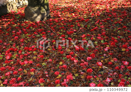 ツバキ5634 110349972