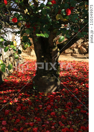 ツバキ5648 110349975