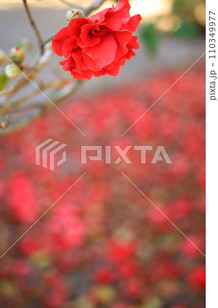 ツバキ5653 110349977