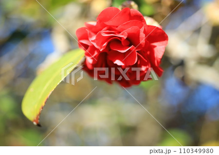 ツバキ5656 110349980