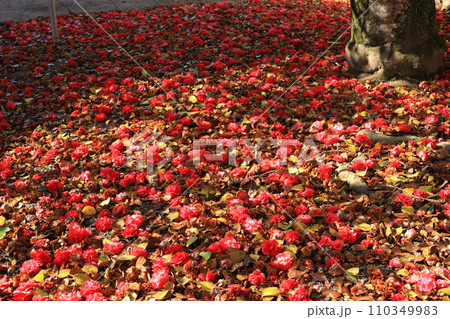 ツバキ5660 110349983