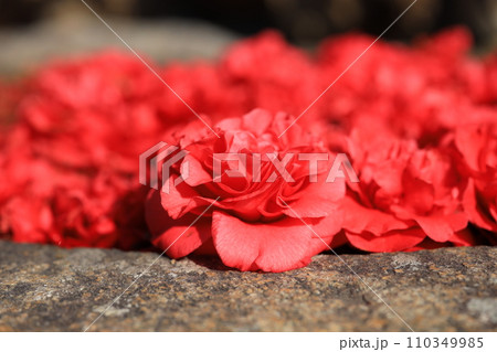 ツバキ5667 110349985