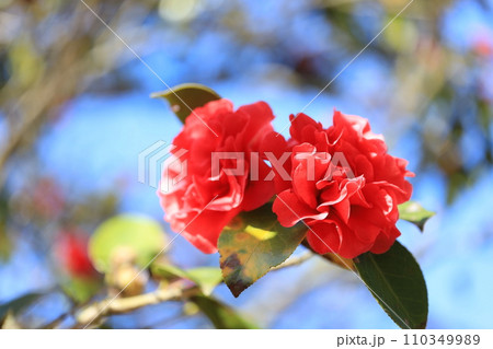 ツバキ5672 110349989