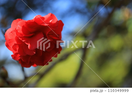 ツバキ5683 110349999