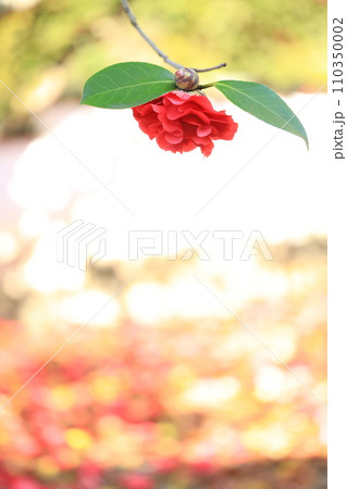 ツバキ5685 110350002