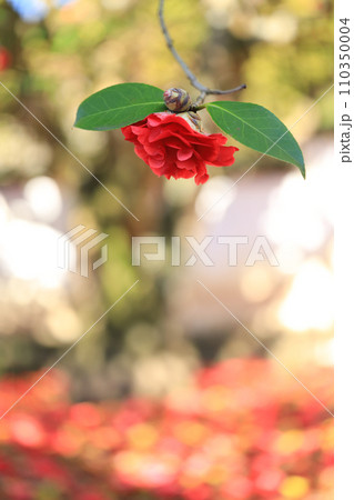 ツバキ5687 110350004