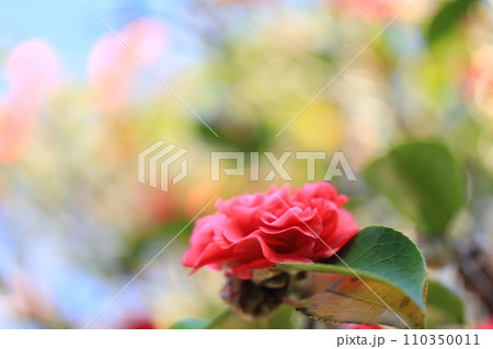 ツバキ5694 110350011