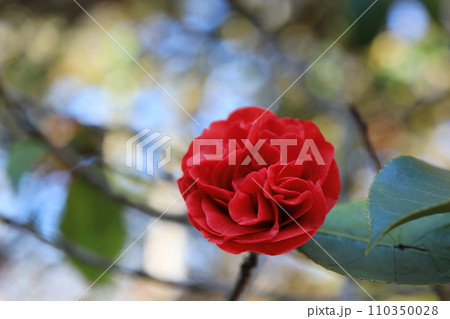 ツバキ5719 110350028