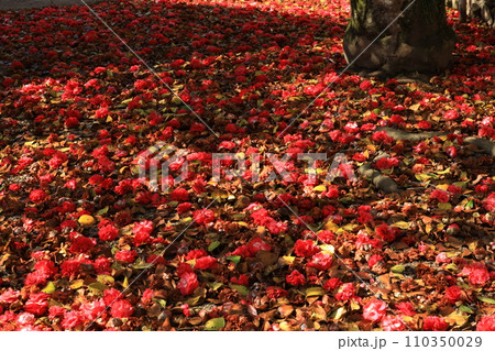 ツバキ5722 ツバキ5722 110350029