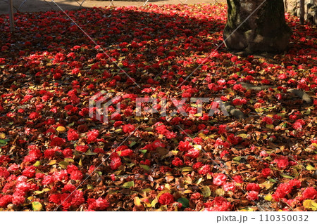 ツバキ5726 110350032