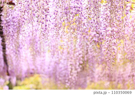 フジ194 フジ194 110350069