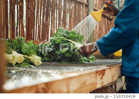 Agriculture, vegetables and farmer cleaning produce with a high water pressure garden hose. Health, wellness and sustainability worker preparing crops to give to a green retail grocery supermarket. Agriculture, vegetables and farmer cleaning produce with a high water pressure garden hose. Health, wellness and sustainability worker preparing crops to give to a green retail grocery supermarket. 110350426