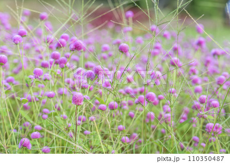 センニチコウ（千日紅）のお花畑 110350487