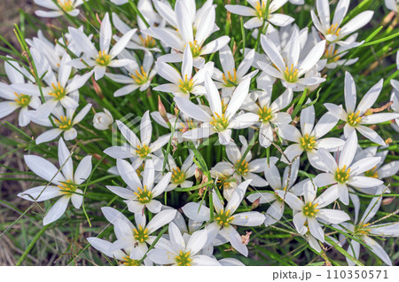 ゼフィランサス（タマスダレ） 110350571