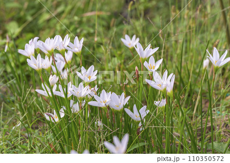 ゼフィランサス（タマスダレ） 110350572