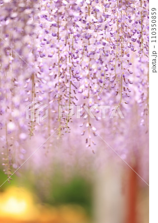 フジ246 フジ246 110350859