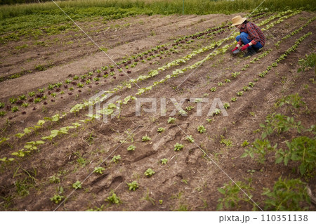 Countryside farmer planting crops in a neat line on sustainable, agriculture farm field. Woman gardener or worker farming with gardening tools, gear and working with produce for eco friendly growth Countryside farmer planting crops in a neat line on sustainable, agriculture farm field. Woman gardener or worker farming with gardening tools, gear and working with produce for eco friendly growth 110351138