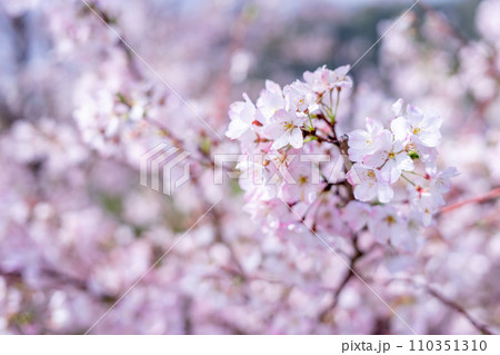 桜の花　春のイメージ 110351310