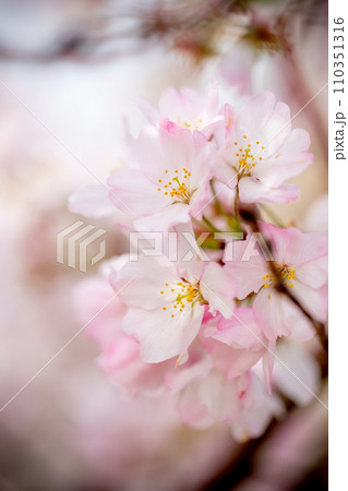 桜の花　春のイメージ 110351316