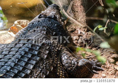 Head of a large crocodile Head of a large crocodile 110351870