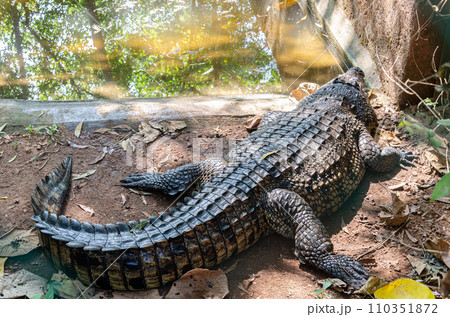 Large crocodile besides a pond Large crocodile besides a pond 110351872