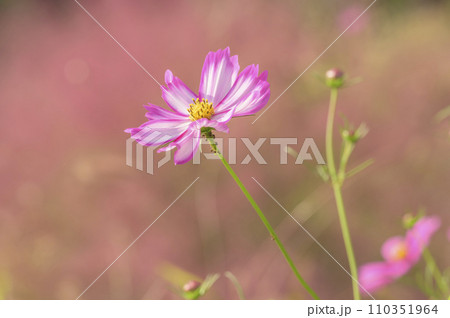 コスモスの花畑 110351964