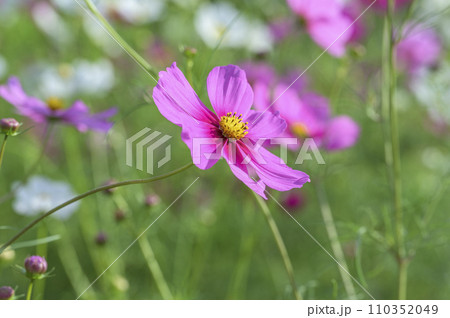 コスモスの花畑 110352049