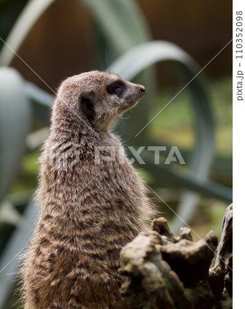 ミーアキャットの横顔 ミーアキャットの横顔 110352098