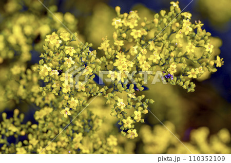 秋の七草のひとつ、オミナエシ(女郎花)のクローズアップ 秋の七草のひとつ、オミナエシ(女郎花)のクローズアップ 110352109