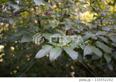 林床で実をつけるクロモジ 110352202