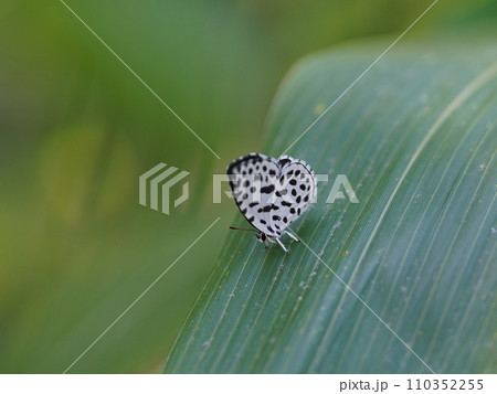 葉にとまるゴイシシジミ 葉にとまるゴイシシジミ 110352255