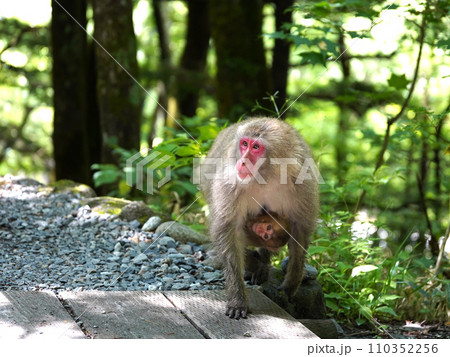 地面を歩くニホンザルの親子 110352256