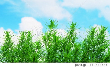 都立舎人公園（東京都足立区）のコキアのある風景 110352363