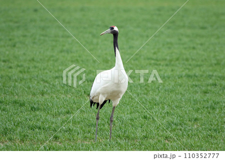 牧草地で採食するタンチョウ　丹頂鶴　ツル　鶴 110352777