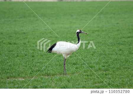 牧草地で採食するタンチョウ 丹頂鶴 ツル 鶴 牧草地で採食するタンチョウ 丹頂鶴 ツル 鶴 110352780