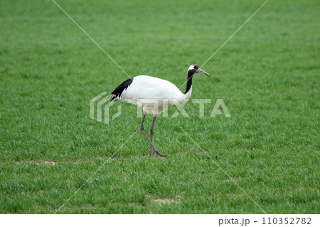 牧草地で採食するタンチョウ 丹頂鶴 ツル 鶴 牧草地で採食するタンチョウ 丹頂鶴 ツル 鶴 110352782