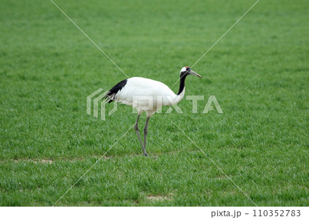 牧草地で採食するタンチョウ 丹頂鶴 ツル 鶴 牧草地で採食するタンチョウ 丹頂鶴 ツル 鶴 110352783