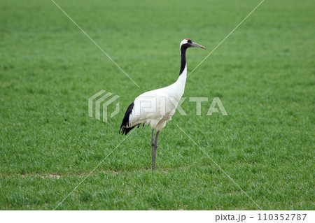 牧草地で採食するタンチョウ　丹頂鶴　ツル　鶴 110352787