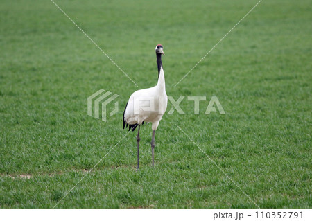牧草地で採食するタンチョウ 丹頂鶴 ツル 鶴 牧草地で採食するタンチョウ 丹頂鶴 ツル 鶴 110352791