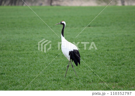 牧草地で採食するタンチョウ 丹頂鶴 ツル 鶴 牧草地で採食するタンチョウ 丹頂鶴 ツル 鶴 110352797