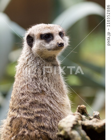 見返りミーアキャット 110352886