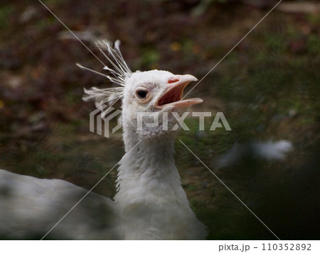 鳴く白孔雀の顔 鳴く白孔雀の顔 110352892