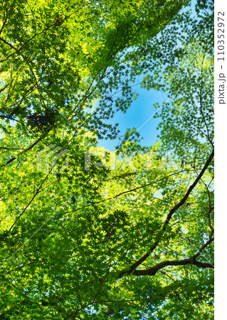 京都　貴船神社の美しい青もみじ（京都府京都市） 110352972
