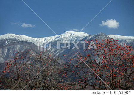 冠雪の蔵王連峰と残り柿 冠雪の蔵王連峰と残り柿 110353004